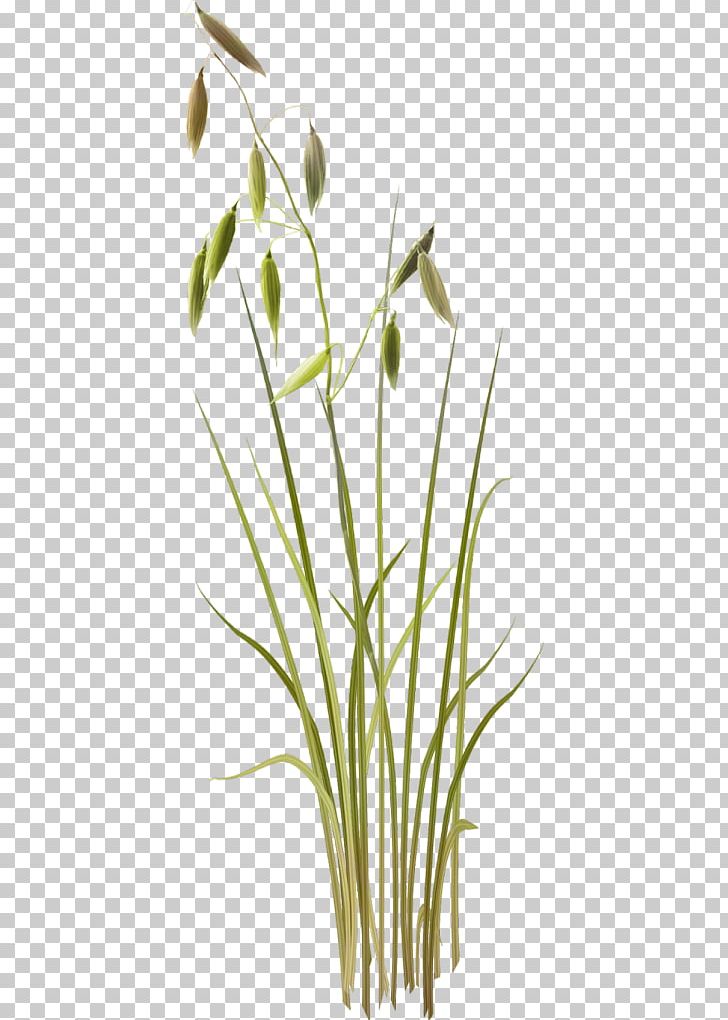 Herbaceous Plant PNG, Clipart, Branch, Commodity, Download, Flora, Flower Free PNG Download