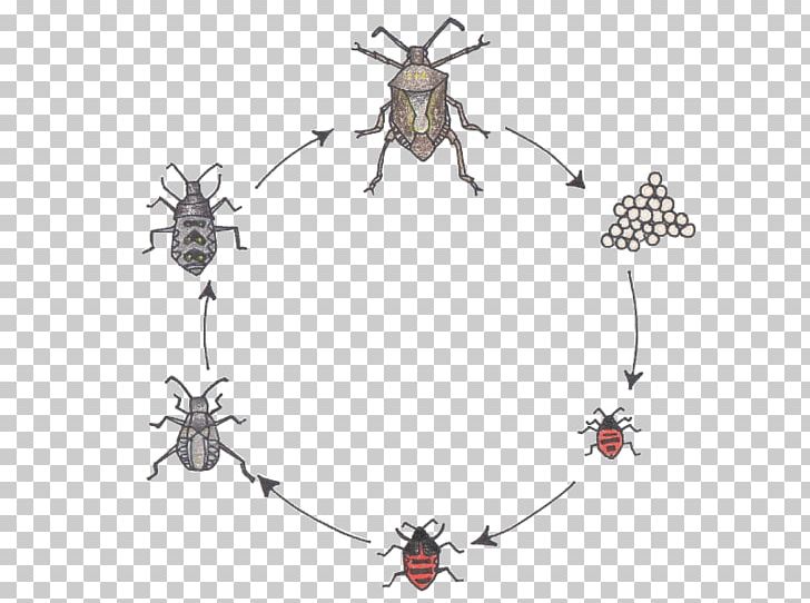 Figeater Beetle Brown Marmorated Stink Bug Butterfly Biological Life Cycle PNG, Clipart, Animal, Animals, Arthropod, Bed Bug, Beetle Free PNG Download
