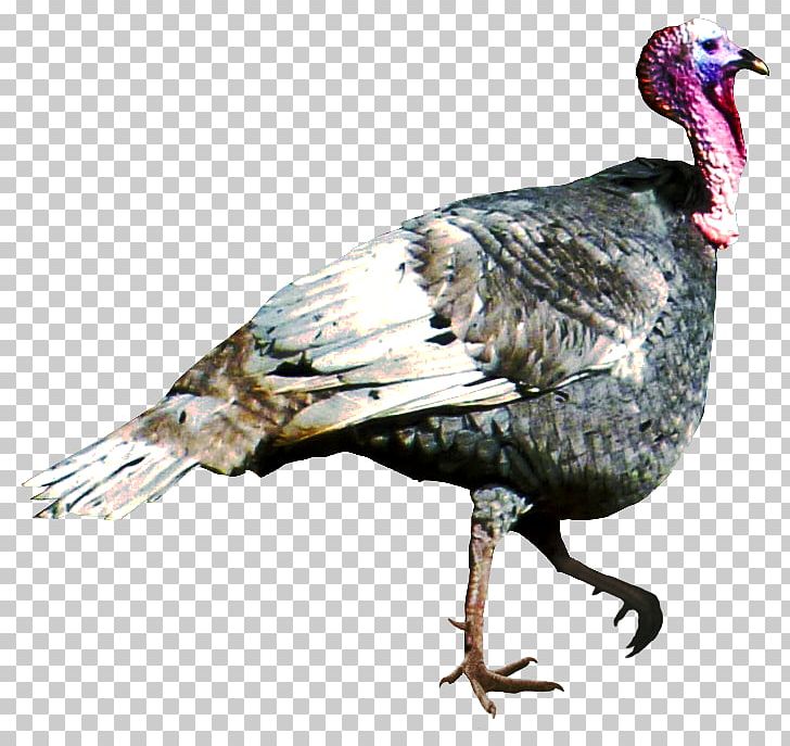 Turkey Bird Computer Icons PNG, Clipart, Animal, Beak, Bird, Computer Icons, Digital Media Free PNG Download