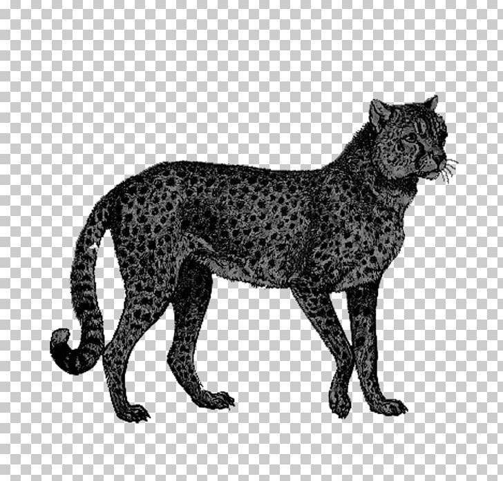 Cheetah African Leopard Lion PNG, Clipart, Animal, Animals, Big Cat, Big Cats, Black Free PNG Download