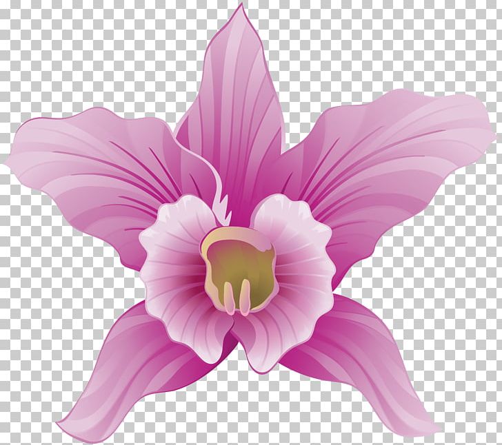 Moth Orchids PNG, Clipart, Blog, Can Stock Photo, Clip Art, Cut Flowers, Daylily Free PNG Download
