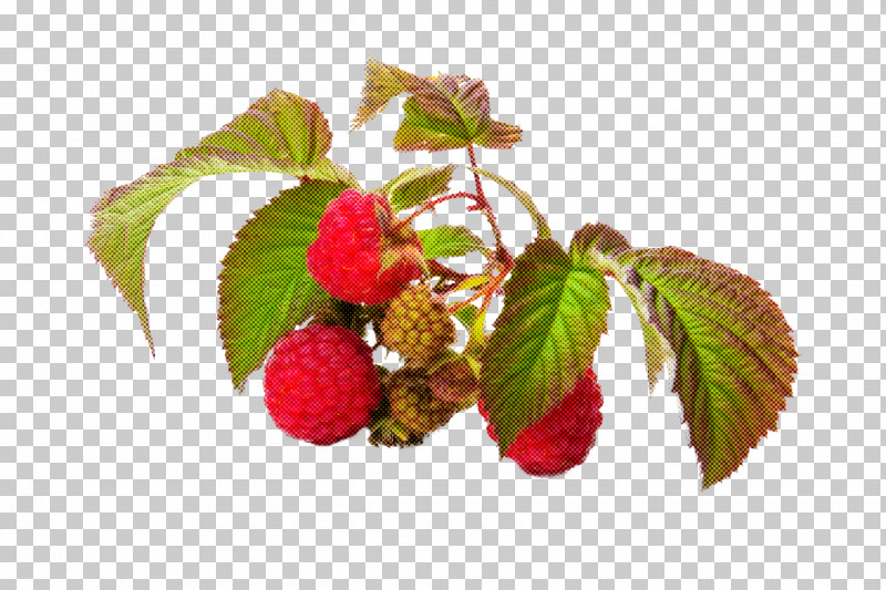 Plant West Indian Raspberry Raspberry Loganberry Flower PNG, Clipart, Berry, Flower, Fruit, Leaf, Loganberry Free PNG Download