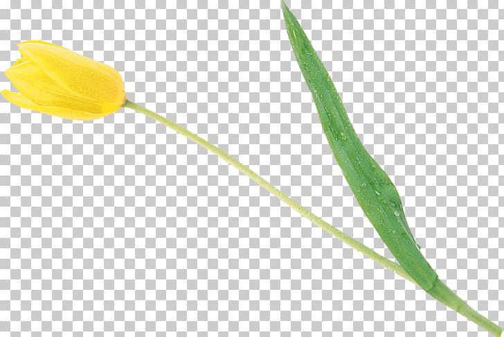 Flower Photography Tulip Petal Light PNG, Clipart, Black And White, Bud, Common Sunflower, Flower, Flowering Plant Free PNG Download