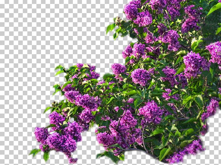 Lilac Flower Violet PNG, Clipart, Animation, Annual Plant, Blue, Flower, Flowering Plant Free PNG Download