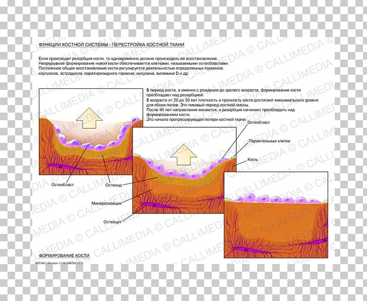 Paper Brand Diagram PNG, Clipart, Area, Art, Brand, Diagram, Intrinsic Factor Free PNG Download