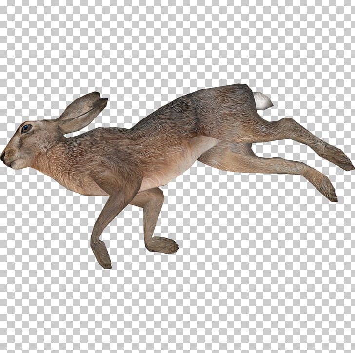 European Hare Photography Kangaroo Animal PNG, Clipart, Animal, Animal Figure, Animals, Arctic Hare, Computer Icons Free PNG Download