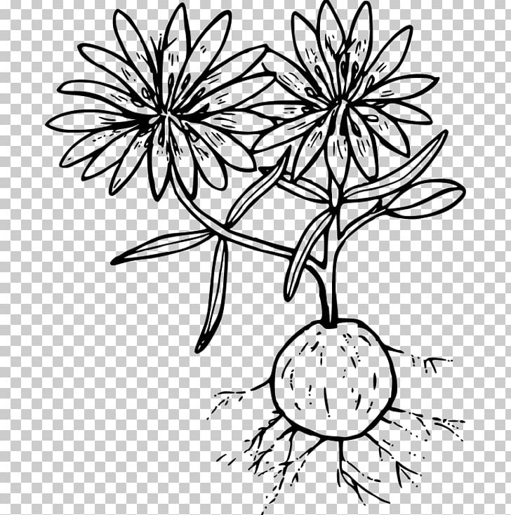 Floral Design The Dragonet Prophecy Art Forms In Nature Sea Anemone PNG, Clipart, Art, Art Forms In Nature, Artwork, Black And White, Branch Free PNG Download
