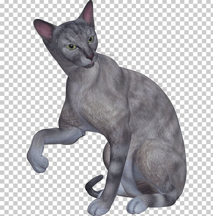 Korat Russian Blue Chartreux European Shorthair German Rex PNG, Clipart, Accessories, Accessories Drawings, Antiquity, Carnivoran, Cartoon Free PNG Download