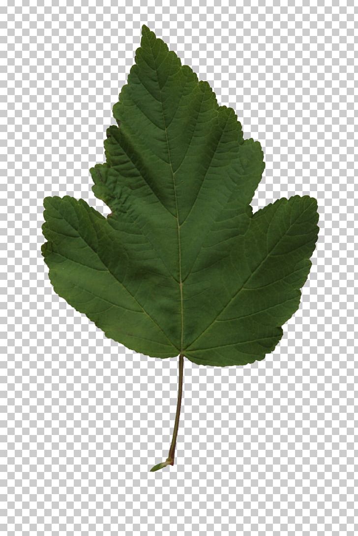 Populus Balsamifera Leaf Populus Nigra Tree Populus Trichocarpa PNG, Clipart, Alder, Alpha Channel, Cottonwood, Leaf, Liriodendron Tulipifera Free PNG Download