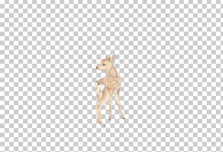 Reindeer Coyote Antler Antelope Jackal PNG, Clipart, Animal Figure, Antelope, Antler, Cartoon, Coyote Free PNG Download