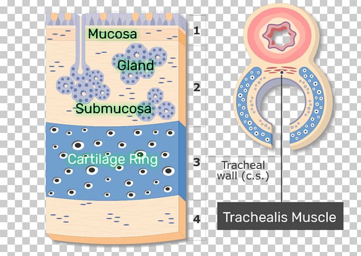 Trachealis Muscle Anatomy Mucous Membrane Respiratory Tract PNG, Clipart, Adventitia, Anatomy, Area, Brand, Esophagus Free PNG Download