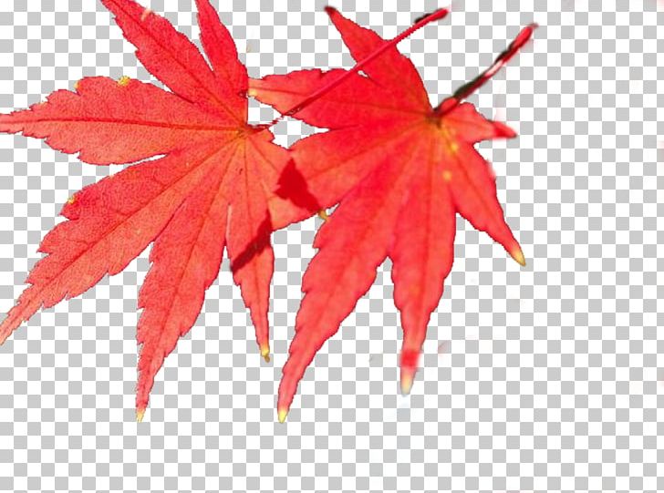 Maple Leaf PNG, Clipart, Adobe Illustrator, Autumn Leaf Color, Download, Flowering Plant, Green Leaf Free PNG Download