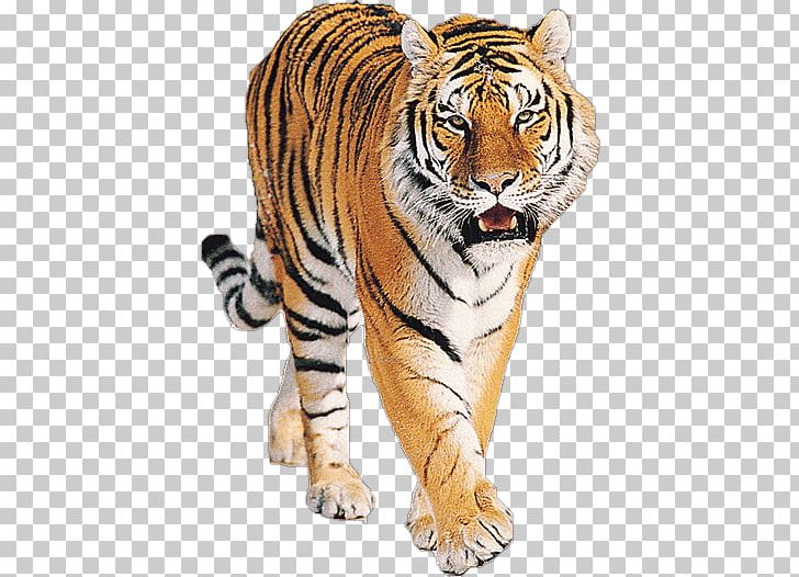 Tiger PNG, Clipart, Tiger Free PNG Download