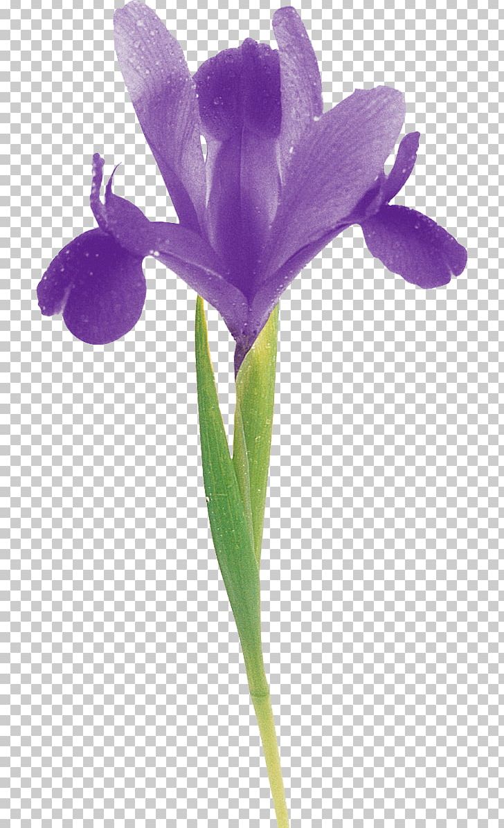 Cut Flowers Tulip Bud Plant Stem PNG, Clipart, Beautiful Flowers, Bud, Bud Plant, Crocus, Cut Flowers Free PNG Download