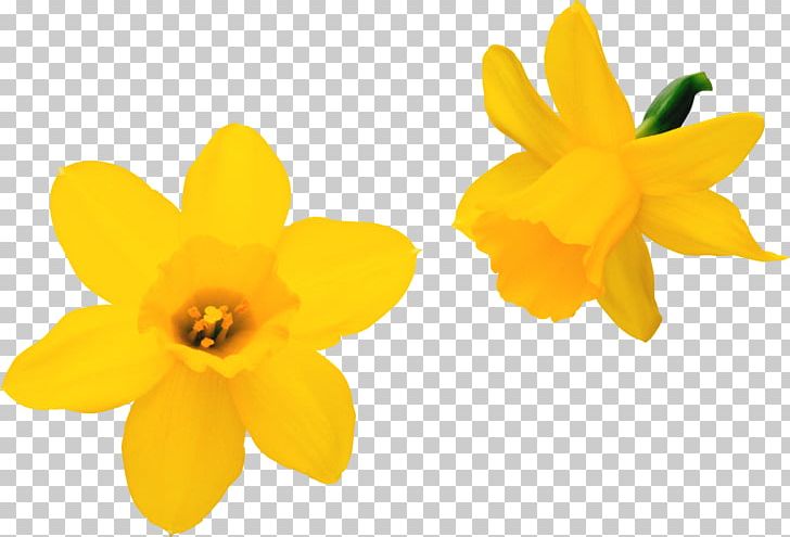 Flower Daffodil PNG, Clipart, Amaryllis Family, Clip Art, Cut Flowers, Daffodil, Flower Free PNG Download