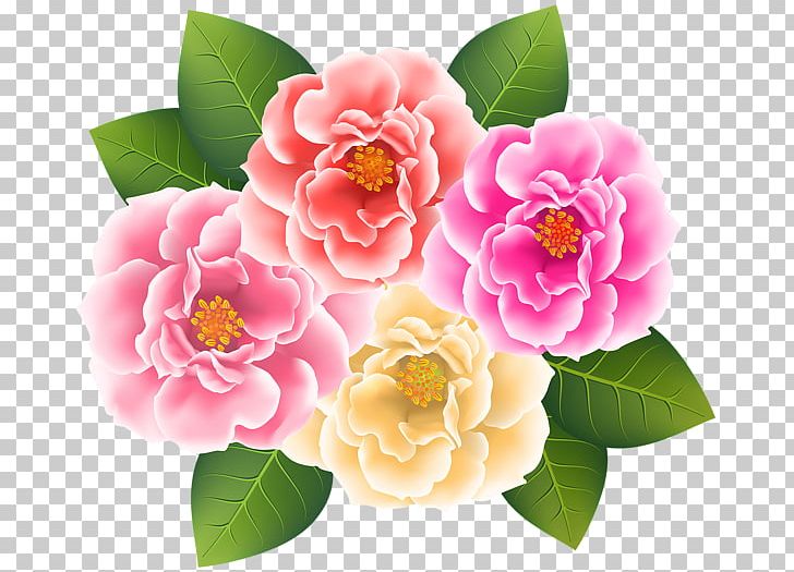 Japanese Camellia PNG, Clipart, Animation, Chrysanthemum, Download, Flower, Flowering Plant Free PNG Download