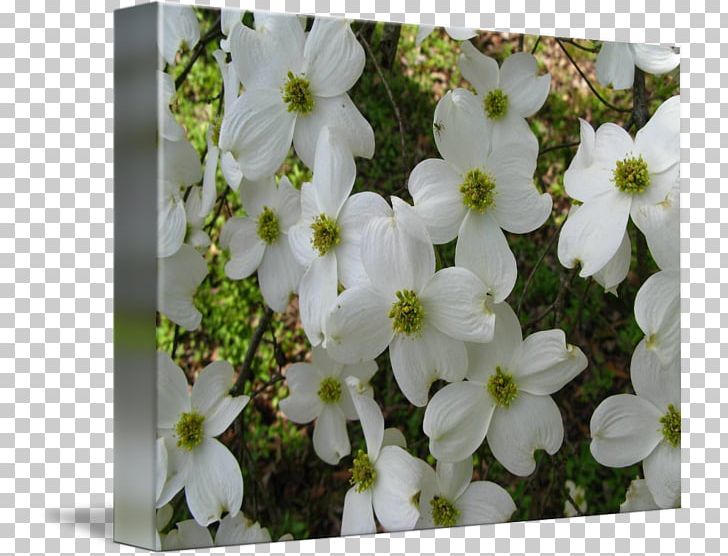 Petal Flowering Plant Wildflower PNG, Clipart, Blossom, Dogwood, Flora, Flower, Flowering Plant Free PNG Download