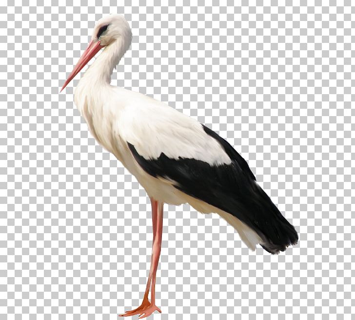 White Stork Gray Wolf Bird Crane Child PNG, Clipart, Animal, Animals, Beak, Bird, Chignole Free PNG Download