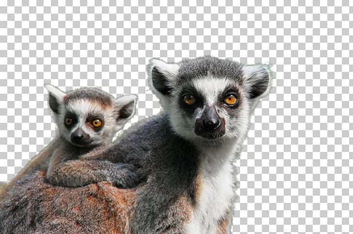Ape Lemuridae Monkey Pixabay Mammal PNG, Clipart, Animal, Animals, Child, Cute Koala, Fauna Free PNG Download