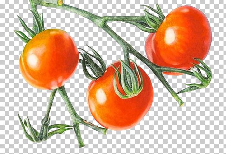 Cherry Tomato Vegetable Drawing PNG, Clipart, Botany, Bush Tomato, Cherry, Clementine, Diet Food Free PNG Download