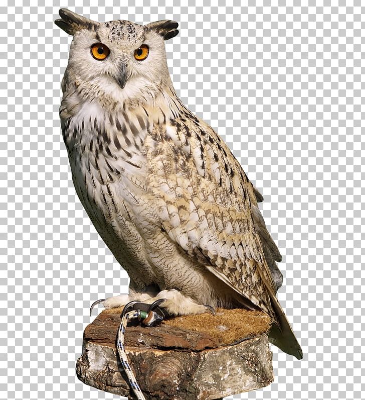 Eurasian Eagle-owl Bird Great Horned Owl PNG, Clipart, All About Birds, Animals, Barn Owl, Barred Owl, Beak Free PNG Download