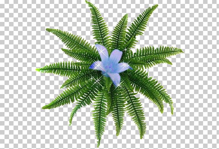 Terrestrial Plant PNG, Clipart, Fern, Ferns And Horsetails, Others, Plant, Terrestrial Plant Free PNG Download