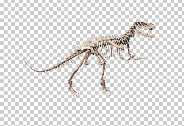 Velociraptor Tyrannosaurus Fauna Terrestrial Animal PNG, Clipart, Animal, Animal Figure, Dinosaur, Extinction, Fauna Free PNG Download