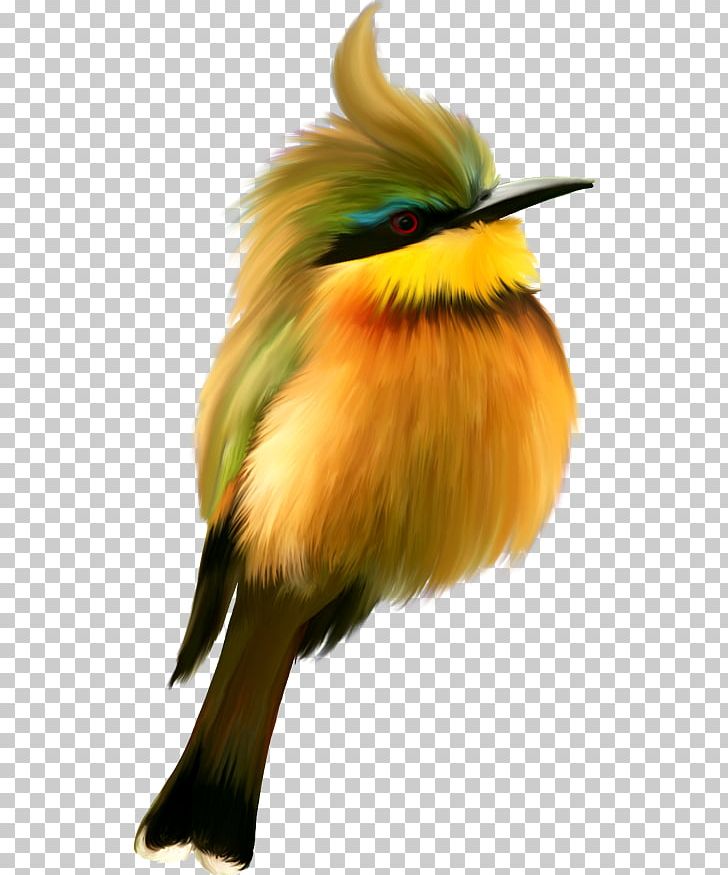 Bird Portable Network Graphics Adobe Photoshop PNG, Clipart, Beak, Bird, Coraciiformes, Download, Drawing Free PNG Download