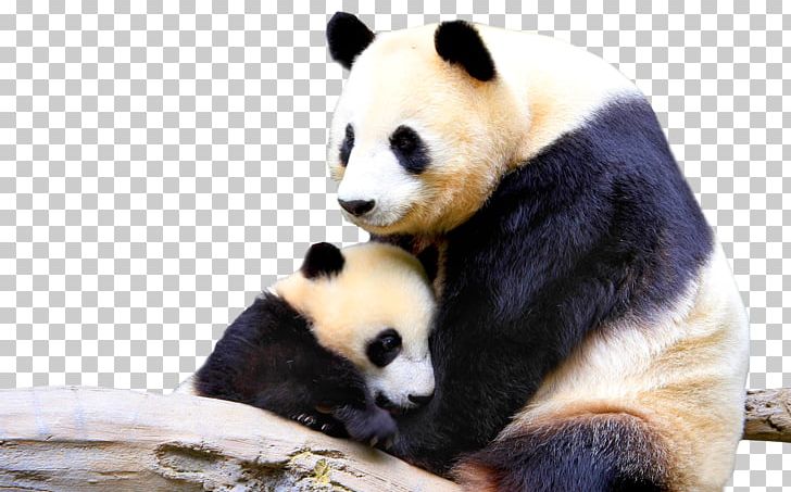 Giant Panda 1080p High-definition Television Desktop Display Resolution PNG, Clipart, 4k Resolution, 169, 1080p, Android, Bear Free PNG Download
