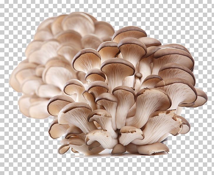 Oyster Mushroom Pleurotus Eryngii Edible Mushroom PNG, Clipart, Common Mushroom, Edible, Edible Mushroom, Food, Fungiculture Free PNG Download