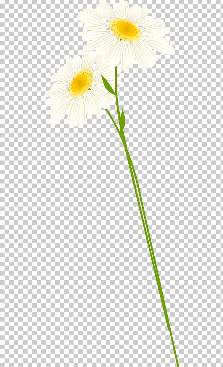Common Daisy Oxeye Daisy Transvaal Daisy Roman Chamomile Cut Flowers PNG, Clipart, Camomile, Chamaemelum, Chamaemelum Nobile, Common Daisy, Cut Flowers Free PNG Download