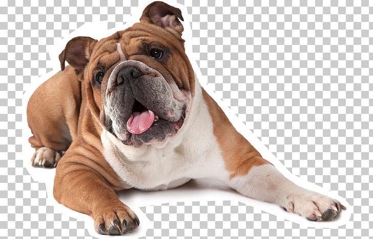French Bulldog American Bulldog Puppy Boxer PNG, Clipart, Australian Bulldog, Breed, British Bulldogs, Bulldog, Carnivoran Free PNG Download