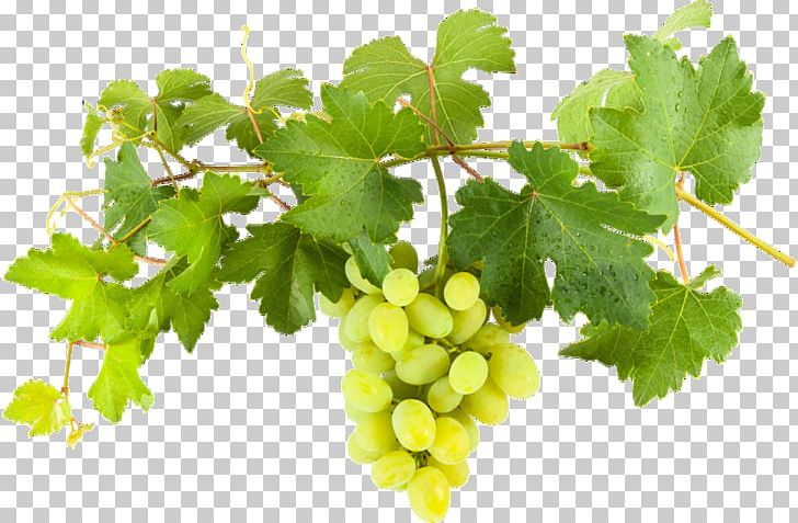 Sultana Common Grape Vine WeinvillaVollmayer Wine PNG, Clipart, Branch, Common Grape Vine, Dali, Food, Food Drinks Free PNG Download