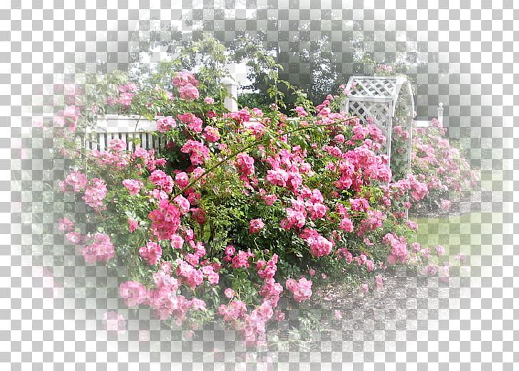 Cottage Garden International Rose Test Garden Rose Garden Back Garden PNG, Clipart, Annual Plant, Building, Cottage Garden, David Ch Austin, Deco Free PNG Download