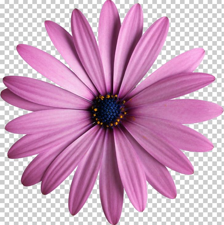 Flower Daisybush Photography PNG, Clipart, Art, Aster, Chrysanths, Collage, Daisy Free PNG Download