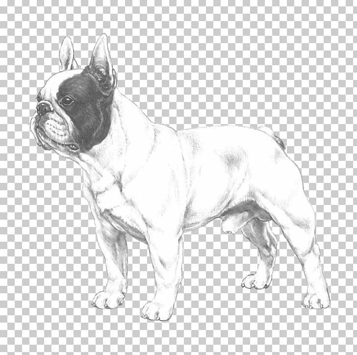 French Bulldog Bernese Mountain Dog Toy Bulldog Puppy PNG, Clipart, Animal Husbandry, Animals, Black And White, Breed, Breeder Free PNG Download