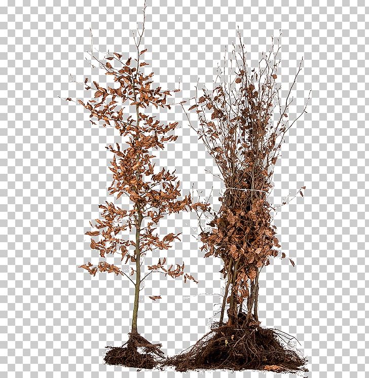 Larch Houseplant PNG, Clipart, Branch, Houseplant, Larch, Others, Pine Family Free PNG Download