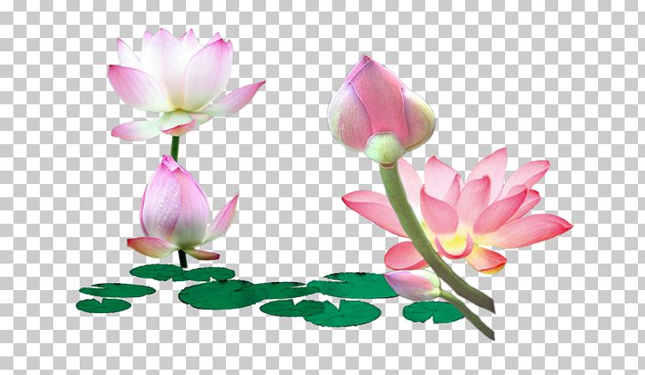 Nelumbo Nucifera Leaf Flower PNG, Clipart, Aquatic Plant, Blossom, Bud, Flora, Floral Design Free PNG Download