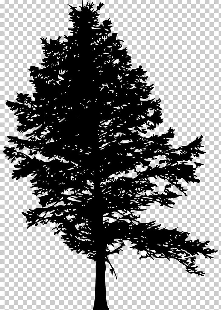 Pine Fir Tree Silhouette Drawing PNG, Clipart, Black And White, Branch, Christmas Decoration, Christmas Tree, Conifer Free PNG Download