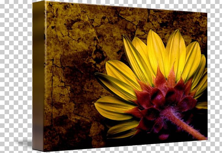 Still Life Sunflower M PNG, Clipart, Daisy Family, Flora, Flower, Flowering Plant, Others Free PNG Download