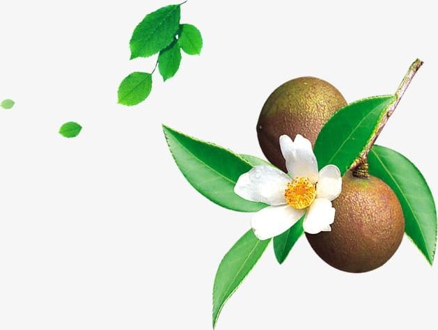 Tea Oil PNG, Clipart, Flower, Flowers, Fruit, Fruit Tea, Green Free PNG Download