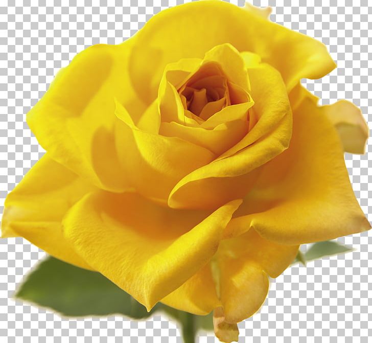 Yellow Flower Vecteur PNG, Clipart, Austrian Briar, Closeup, Cut Flowers, Designer, Floribunda Free PNG Download