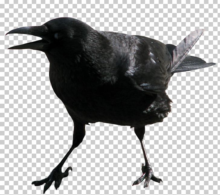American Crow Common Raven PNG, Clipart, Alpha Compositing, American Crow, Animals, Beak, Bird Free PNG Download