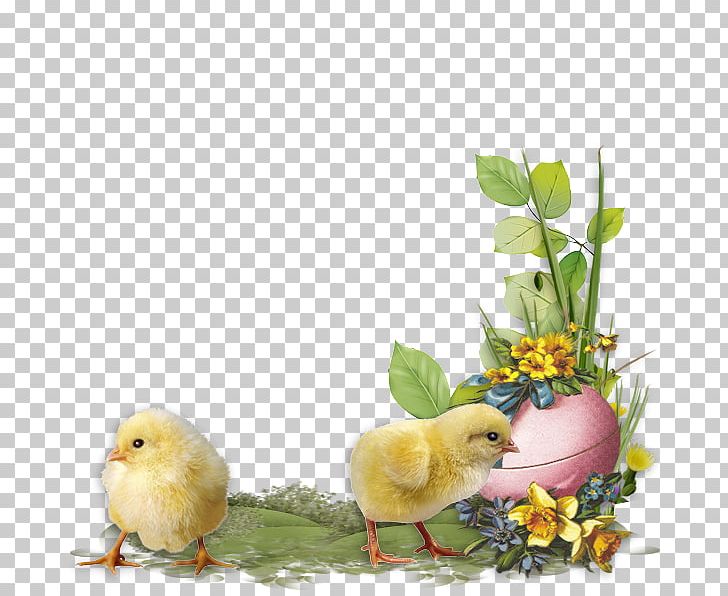 Chicken Photography PNG, Clipart, Animal, Animals, Beak, Bird, Cartoon Free PNG Download