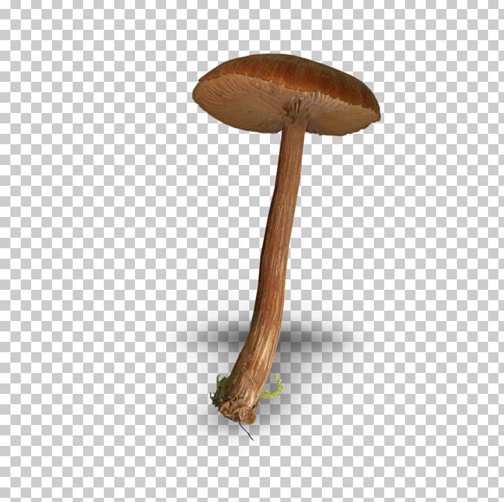 Mushroom Fungus Drawing PNG, Clipart, Brown, Brown Background, Brown Dog, Brown Flower, Brown Rice Free PNG Download