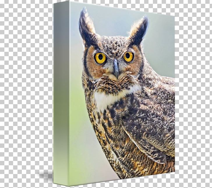 Owl Fauna Beak PNG, Clipart, Beak, Bird, Bird Of Prey, Fauna, Great Horned Owl Free PNG Download
