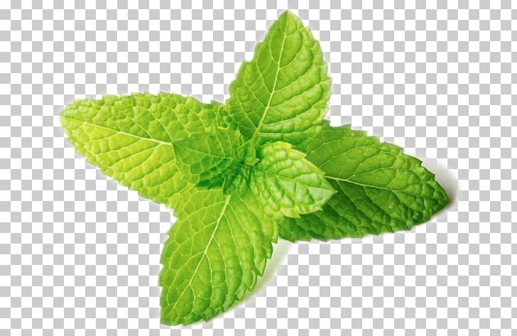 Peppermint Spearmint Stock Photography Leaf PNG, Clipart, Colourbox, Food, Herb, Istock, Leaf Free PNG Download