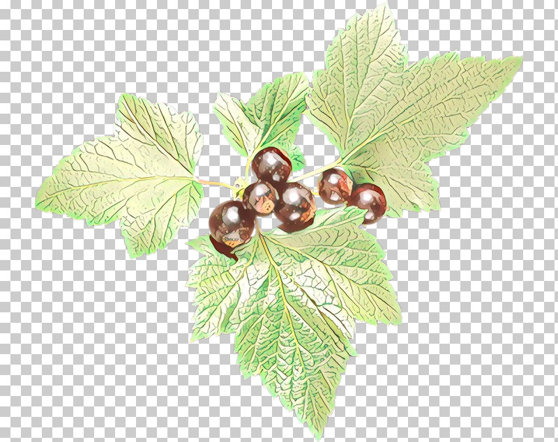 Plane PNG, Clipart, Berry, Flower, Fruit, Grape Leaves, Leaf Free PNG Download