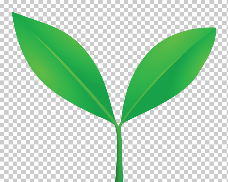 Sprout Bud Seed PNG, Clipart, Bud, Eucalyptus, Flower, Flush, Green Free PNG Download