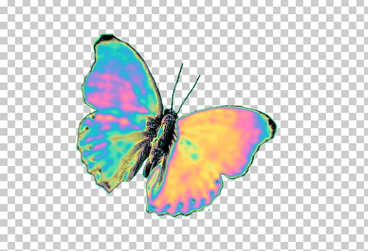 Brush-footed Butterflies Glasswing Butterfly Pieridae PNG, Clipart, Arthropod, Blog, Brush Footed Butterfly, Butterfly, Hashtag Free PNG Download